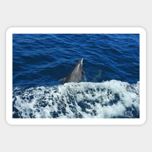 Marine Life, Dolphin, Pacific Ocean, marine life, wildlife, gifts Sticker